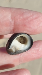 Nerita atramentosa