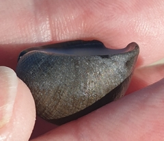 Nerita atramentosa