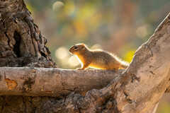 Notocitellus adocetus