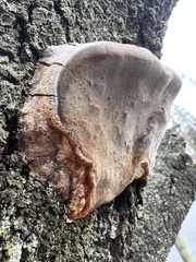 Phellinus pomaceoides