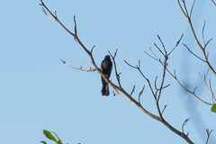 Melaenornis pammelaina