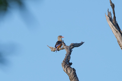 Halcyon leucocephala