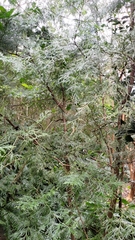 Calocedrus formosana