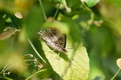 Charaxes achaemenes achaemenes