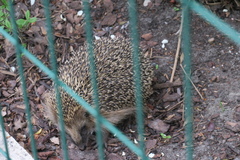 Erinaceus roumanicus
