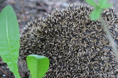 Erinaceus roumanicus