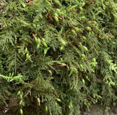 Kindbergia praelonga
