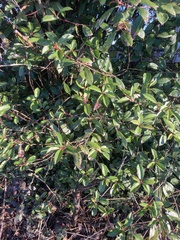 Arbutus unedo