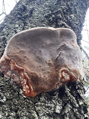 Phellinus pomaceoides