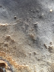 Phellinus pomaceoides