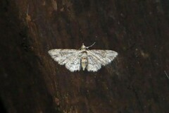 Gymnoscelis imparatalis