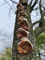 Phellinus pomaceoides