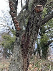 Phellinus pomaceoides