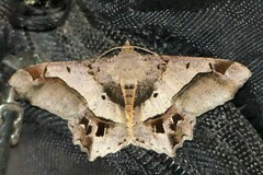 Chiasmia triangulata