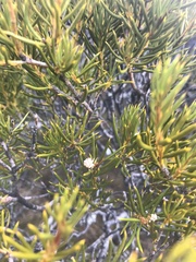 Orites acicularis