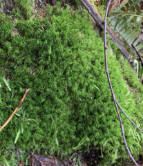 Dicranum howellii