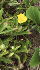 Oenothera drummondii