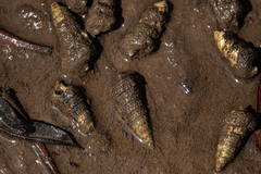 Tympanotonos fuscatus