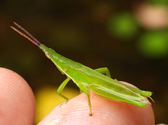 Atractomorpha similis