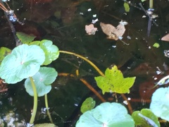 Hydrocotyle ranunculoides