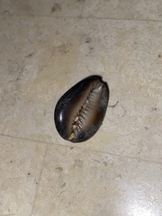 Monetaria caputophidii