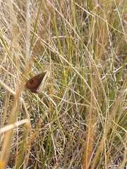 Argyrophenga antipodum