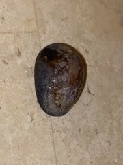 Monetaria caputophidii