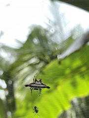 Gasteracantha geminata
