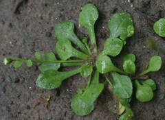 Erigeron bellioides