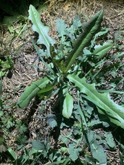 Cirsium texanum