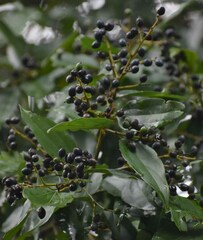 Cryptocarya triplinervis riparia