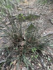 Juncus patens
