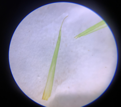 Dicranum howellii