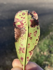 Ruptoseptoria unedonis