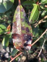 Ruptoseptoria unedonis