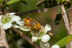 Eristalinus punctulatus
