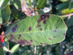 Ruptoseptoria unedonis