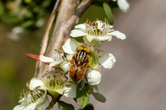 Eristalinus punctulatus