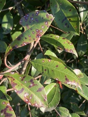 Ruptoseptoria unedonis
