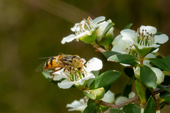 Eristalinus punctulatus