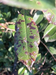 Ruptoseptoria unedonis