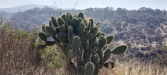 Cactaceae