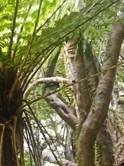 Petroica macrocephala macrocephala