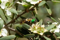 Scaptia auriflua