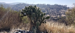 Cactaceae