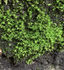 Vinealobryum vineale