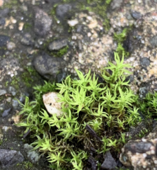 Vinealobryum vineale