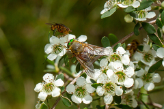 Copidapha