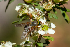 Copidapha