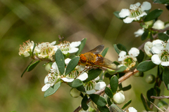 Copidapha